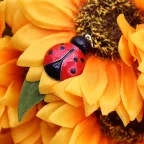 Bomboniera Gadget Laurea Coccinella Maxi 3D