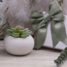 Piantina Grassa con vasetto porcellana bianca in scatola da cerimonia