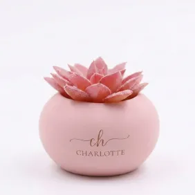 piantina rosa charlotte