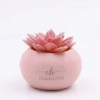 piantina rosa charlotte